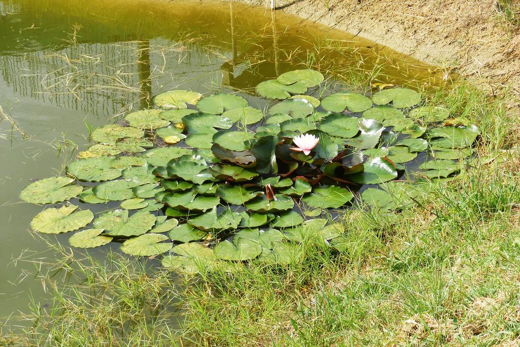 Szerencsecsillag Vendeghaz Otel Kiskoros Dış mekan fotoğraf